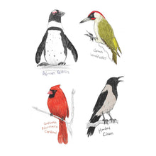 Load image into Gallery viewer, Field Guide to Dumb Birds Sticker Book - Tigertree