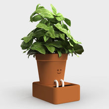 Load image into Gallery viewer, Self Care Planter - Tigertree
