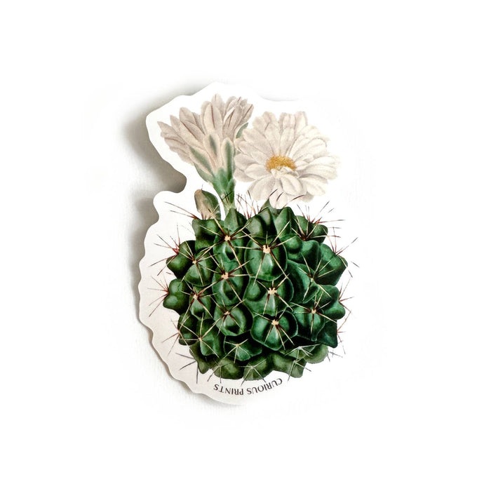 Vintage Cactus Flower Sticker - Tigertree