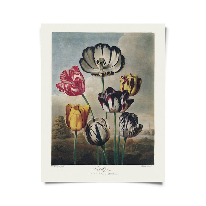 11x14 Tulips Flower Print - Tigertree