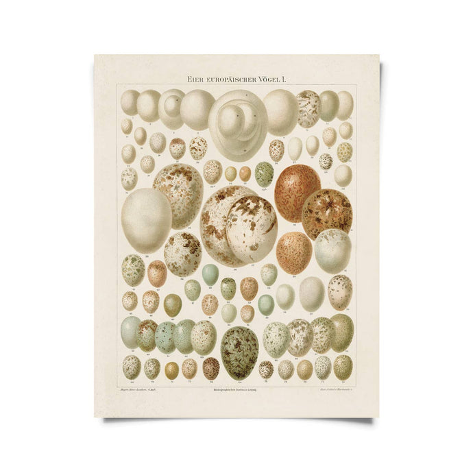 11x14 European Bird Eggs Print - Tigertree