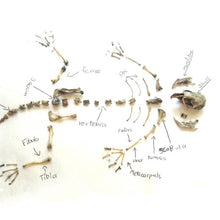Load image into Gallery viewer, Owl Pellet - Tigertree
