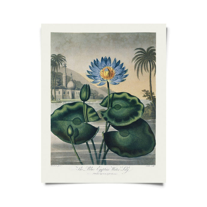 11 x 14 Egyptian Water-Lily Print - Tigertree