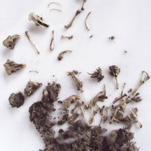 Load image into Gallery viewer, Owl Pellet - Tigertree