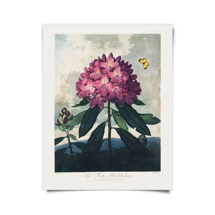 11x14 Rhododendron Bloom Print - Tigertree