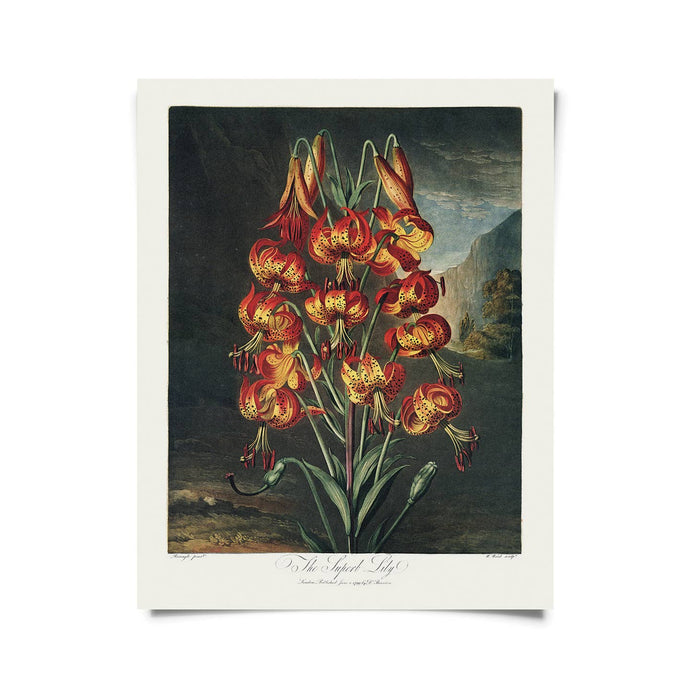 11x14 Superb Lily Flower Print - Tigertree