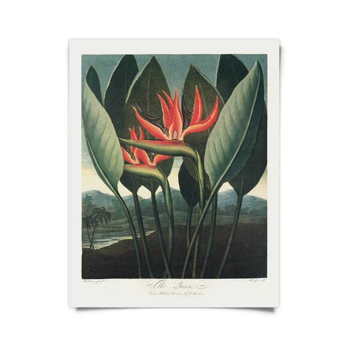 11 x 14 Bird of Paradise Print - Tigertree