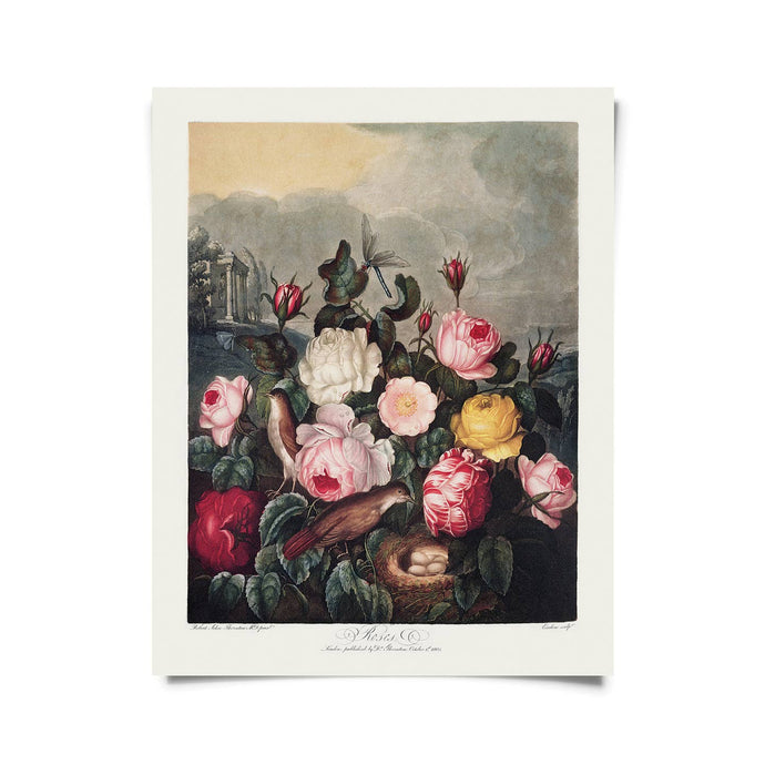 11x14 Garden Roses Print - Tigertree