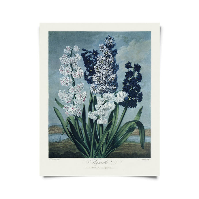 11x14 Hyacinths Flower Print - Tigertree