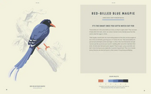 Load image into Gallery viewer, Coloready Birds