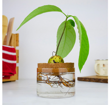 Load image into Gallery viewer, Avocado Grow Kit - Tigertree