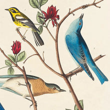 Load image into Gallery viewer, Vintage Warbler & Blue Birds Audubon Print 8x10 - Tigertree