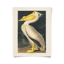 Load image into Gallery viewer, Vintage White Pelican Audubon Print 8x10 - Tigertree