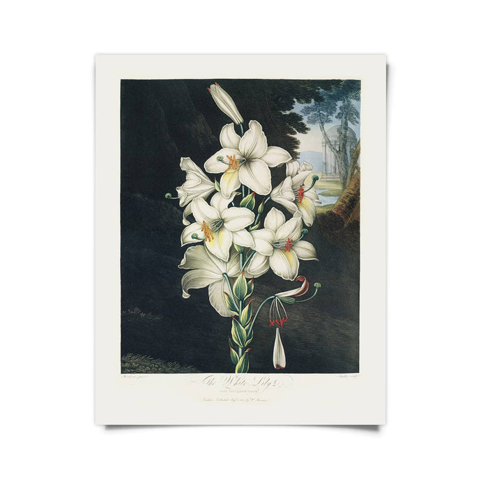 11x14 White Lily Bloom Print - Tigertree