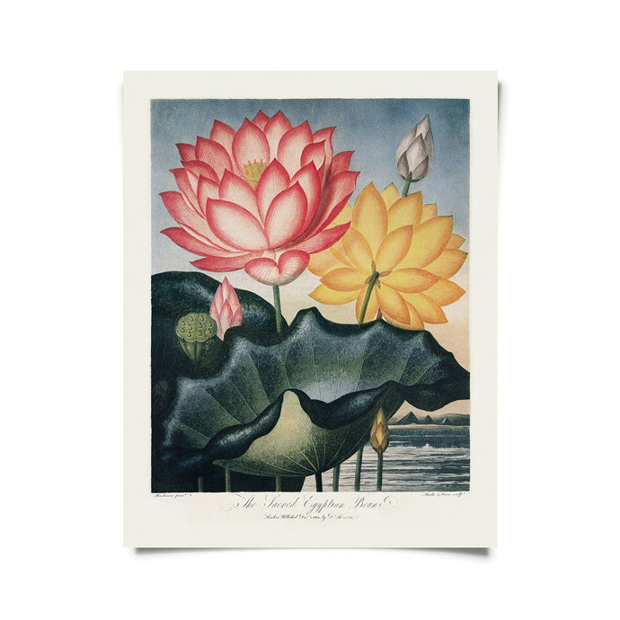11x14 Egyptian Bean Lotus Print - Tigertree