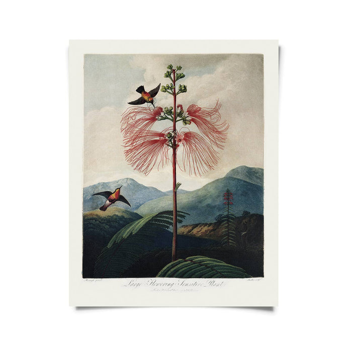 11x14 Flower & Hummingbird Print - Tigertree