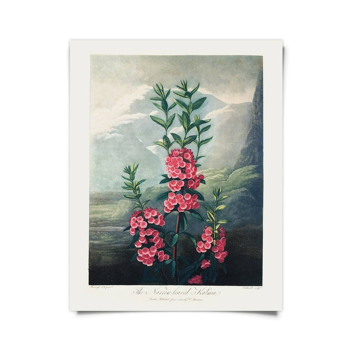 11x14 Mountain Laurel Print - Tigertree