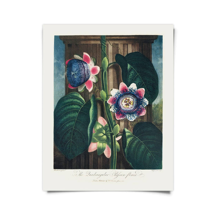 11x14 Quad Passion Flower Print - Tigertree