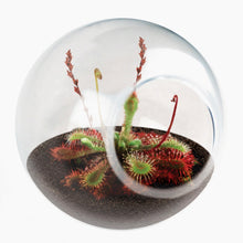 Load image into Gallery viewer, Tiny Carnivorous Glass Terrarium - Tigertree