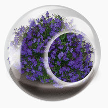 Load image into Gallery viewer, Tiny Carnivorous Glass Terrarium - Tigertree