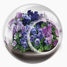 Load image into Gallery viewer, Tiny Carnivorous Glass Terrarium - Tigertree