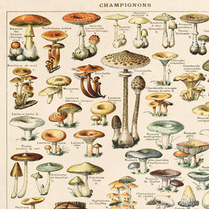 11x14 French Mushroom Print - Tigertree