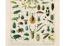 Load image into Gallery viewer, 11x14 Print French Insects - Tigertree
