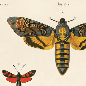 14x11 d'Orbigny Sphinx Moth Print - Tigertree