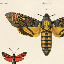 Load image into Gallery viewer, 11x14 Vintage d&#39;Orbigny Sphinx Moth Insect Print
