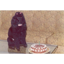 Load image into Gallery viewer, Black Poodle With Birthday Cake Postcard
