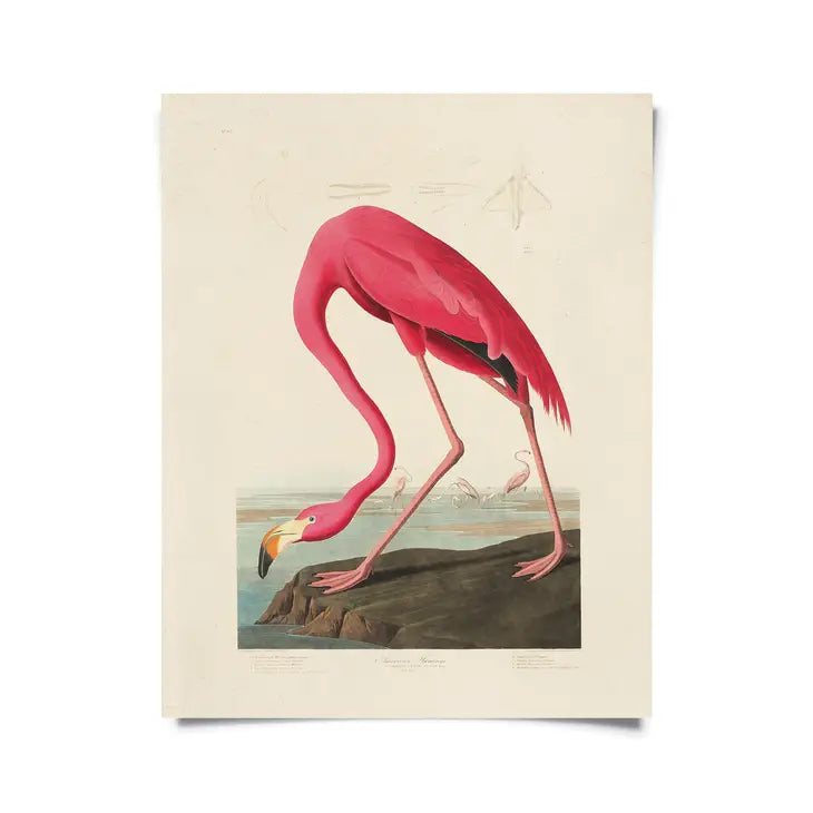 Vintage Flamingo Print - Tigertree