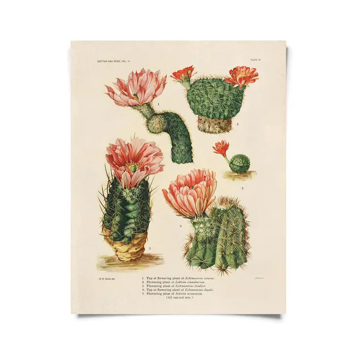 Vintage Pink Blossom Cactus Print - Tigertree