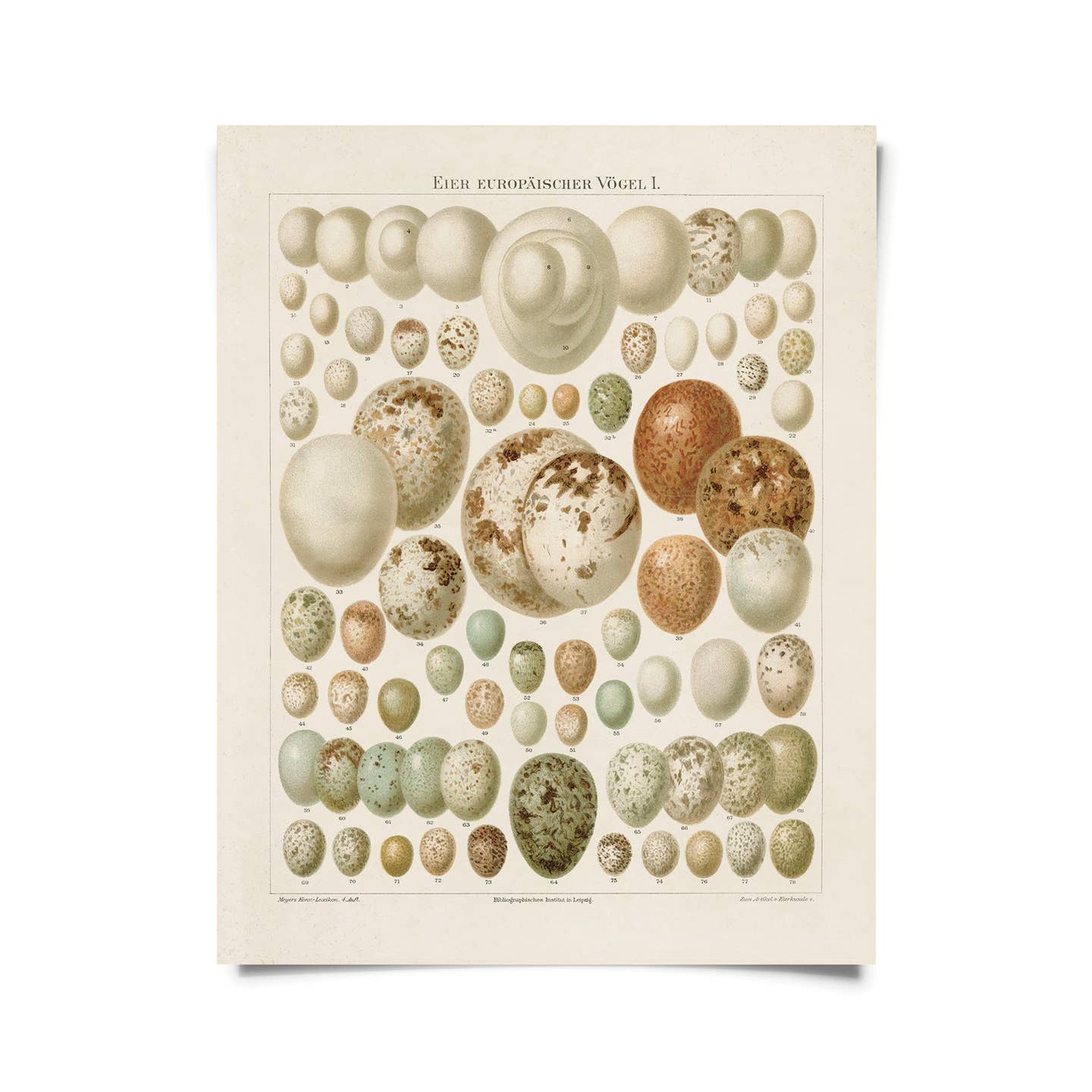 11x14 European Bird Eggs Print Tigertree