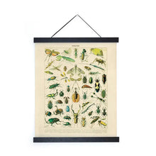 Load image into Gallery viewer, 11x14 Millot Insects Print
