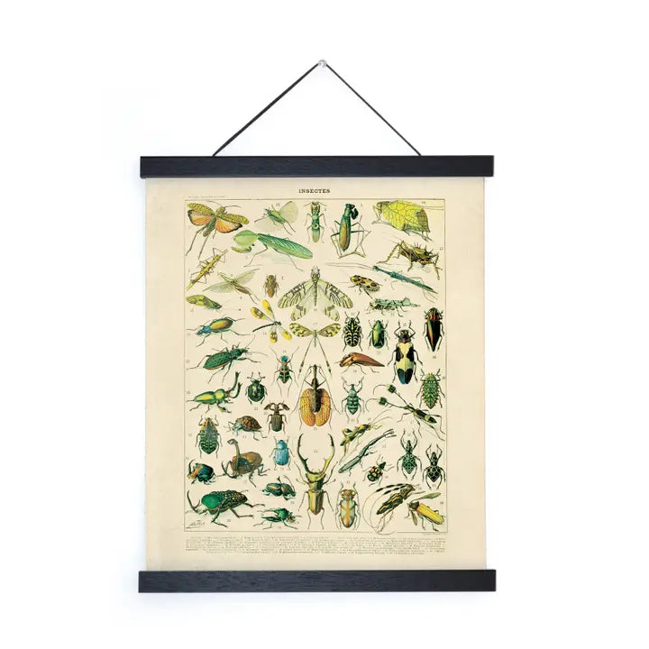 11x14 Millot Insects Print