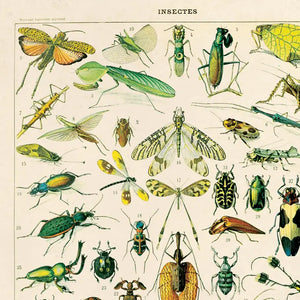 11x14 Millot Insects Print