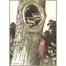 Load image into Gallery viewer, Raccoons in Tree Postcard
