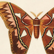 Load image into Gallery viewer, 14x11 d&#39;Orbigny Atlas Moth Print - Tigertree

