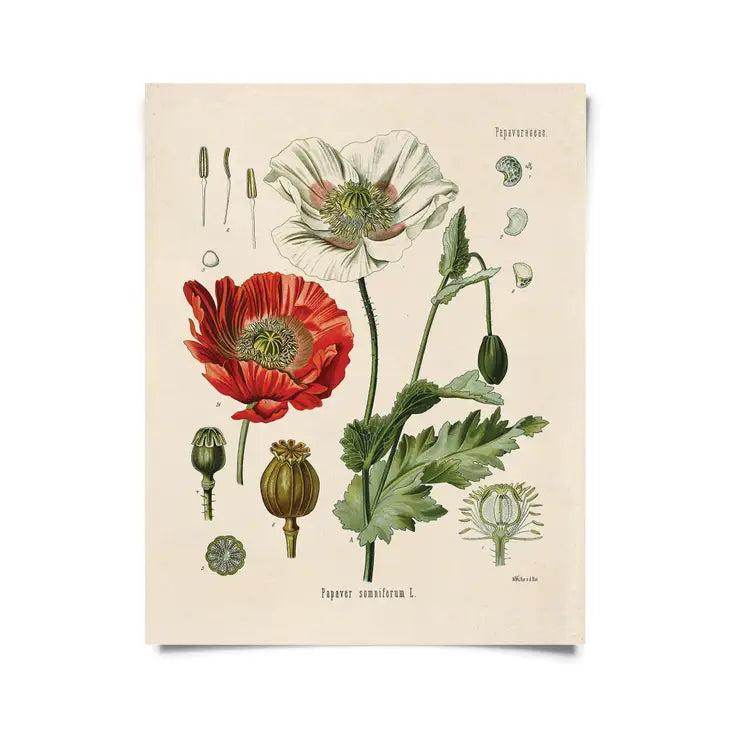 8x10 Botanical Opium Poppy Print - Tigertree