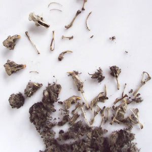 Owl Pellet