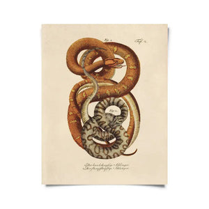 Vintage French Snake Print - Tigertree