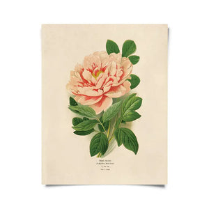 Vintage Peony Print - Tigertree