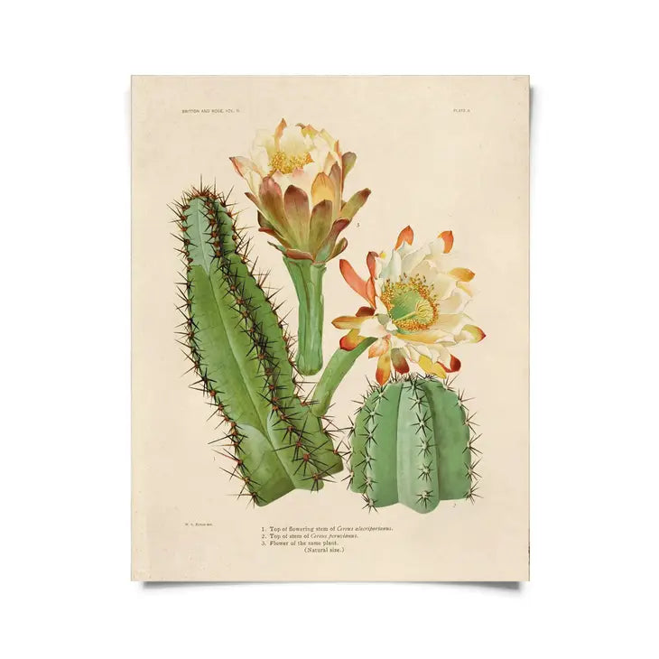 Vintage Botanical Cactus Print - Tigertree