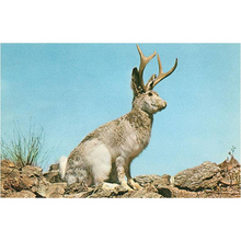 Load image into Gallery viewer, Jacklope Postcard
