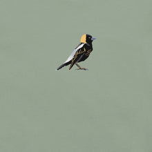 Load image into Gallery viewer, Bobolink Tee -
