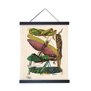 11x14 Grasshopper Print - Tigertree