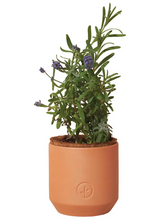 Load image into Gallery viewer, Lavender Tiny Terracotta Kit - Tigertree
