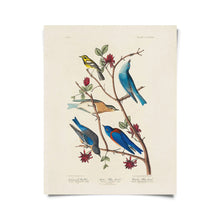 Load image into Gallery viewer, Vintage Warbler &amp; Blue Birds Audubon Print 8x10 - Tigertree
