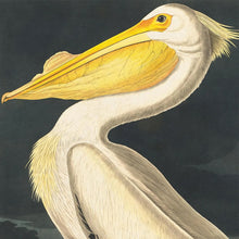 Load image into Gallery viewer, Vintage White Pelican Audubon Print 8x10 - Tigertree
