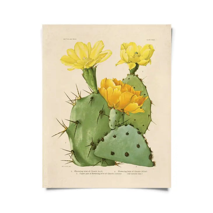 Vintage Yellow Blossom Cactus Print - Tigertree